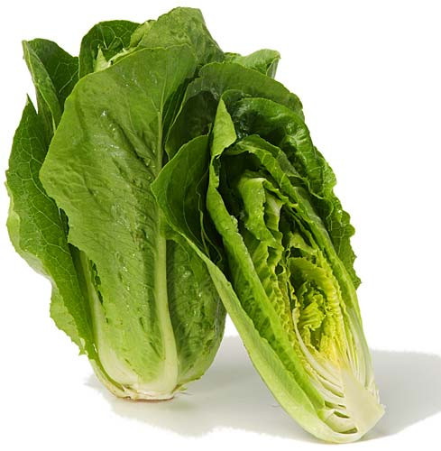 Salade Romaine