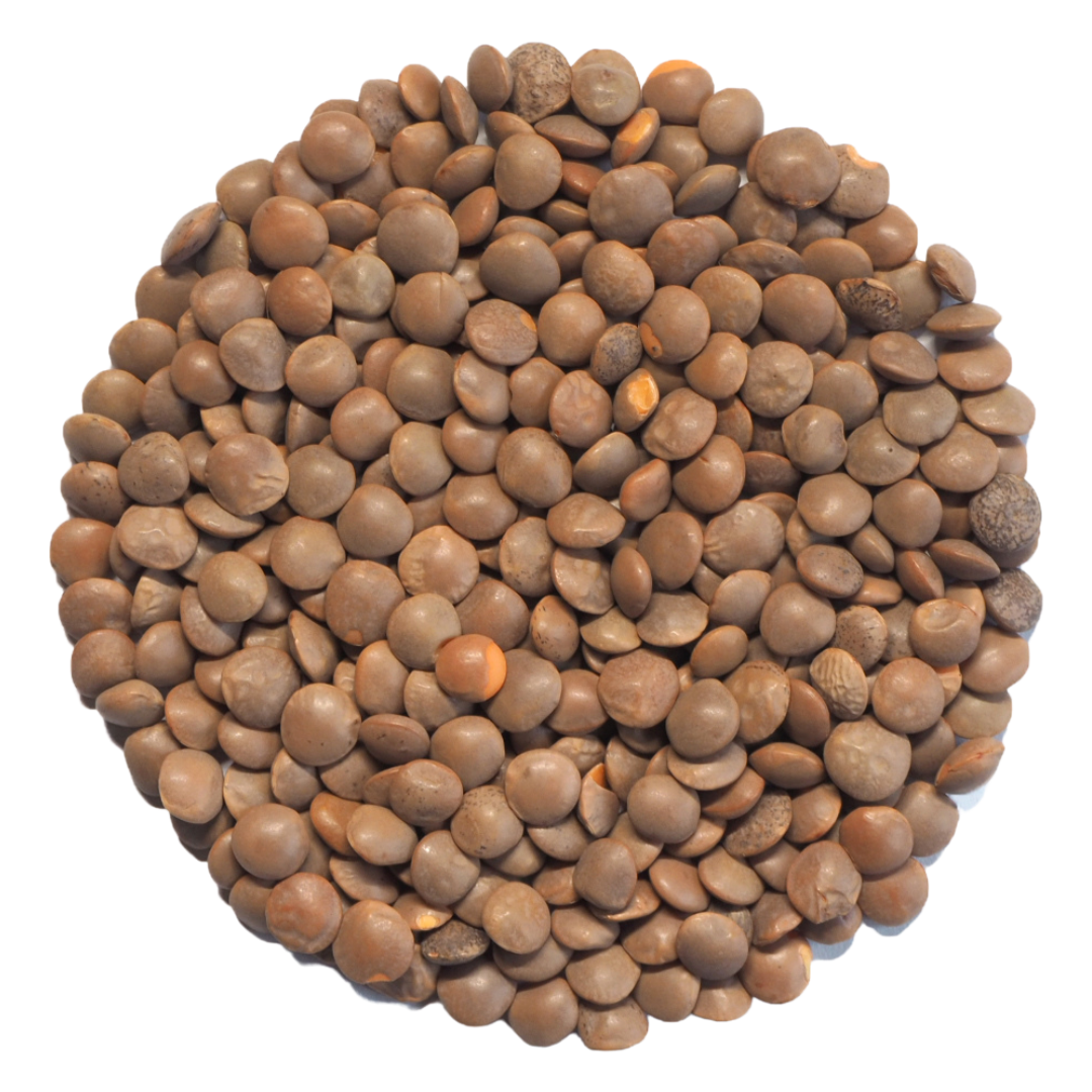 Lentille corail bio 250g